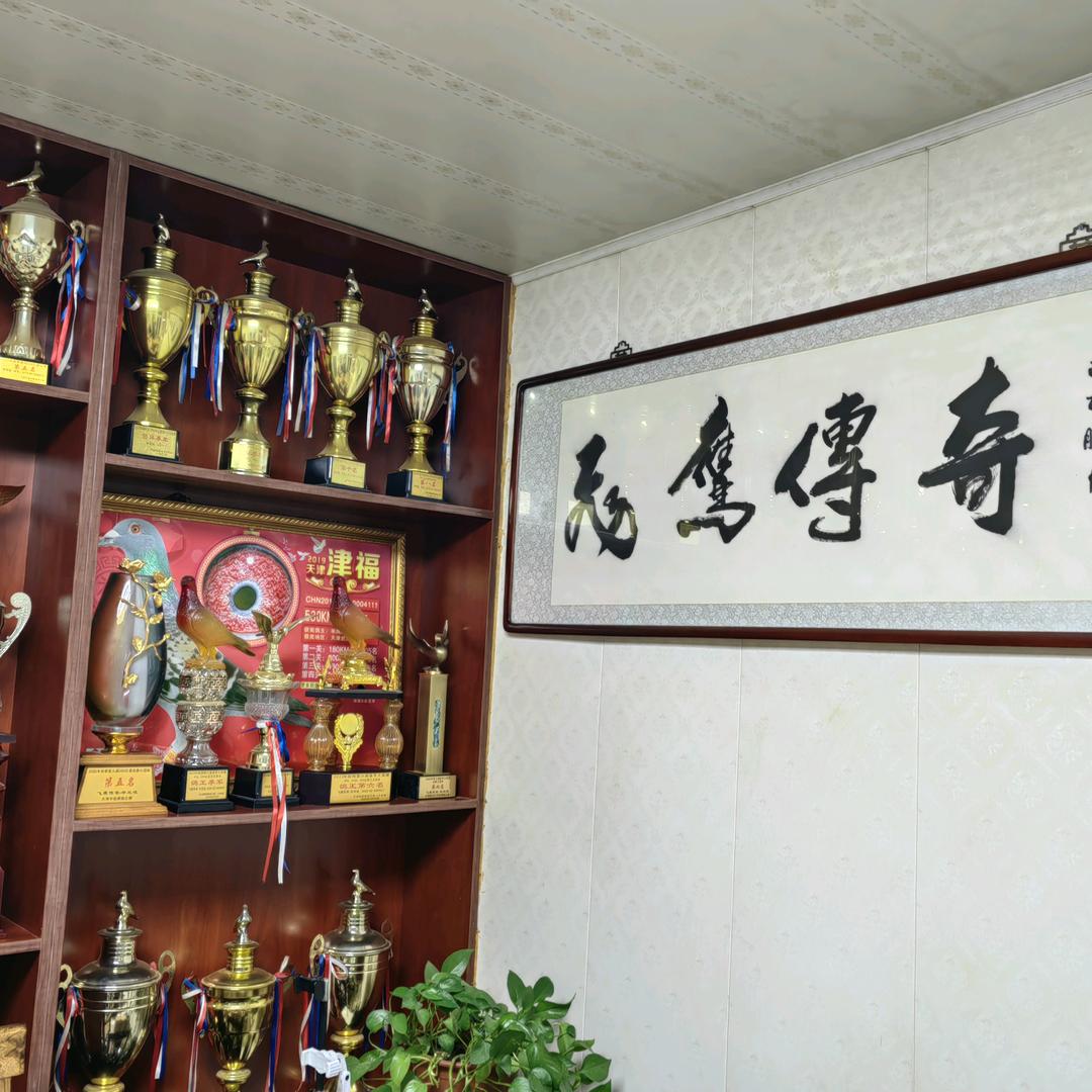 飞鹰传奇-