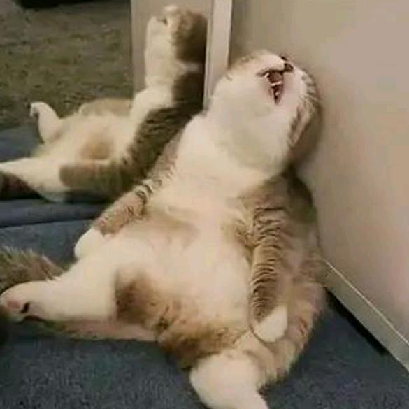 困倒地上睡了😴