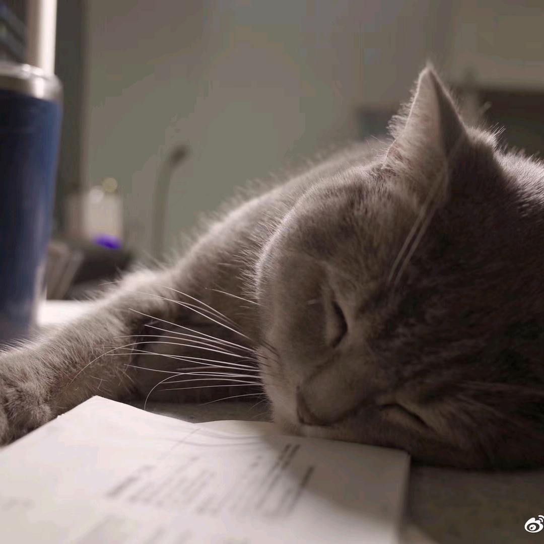 橙 橙  猫