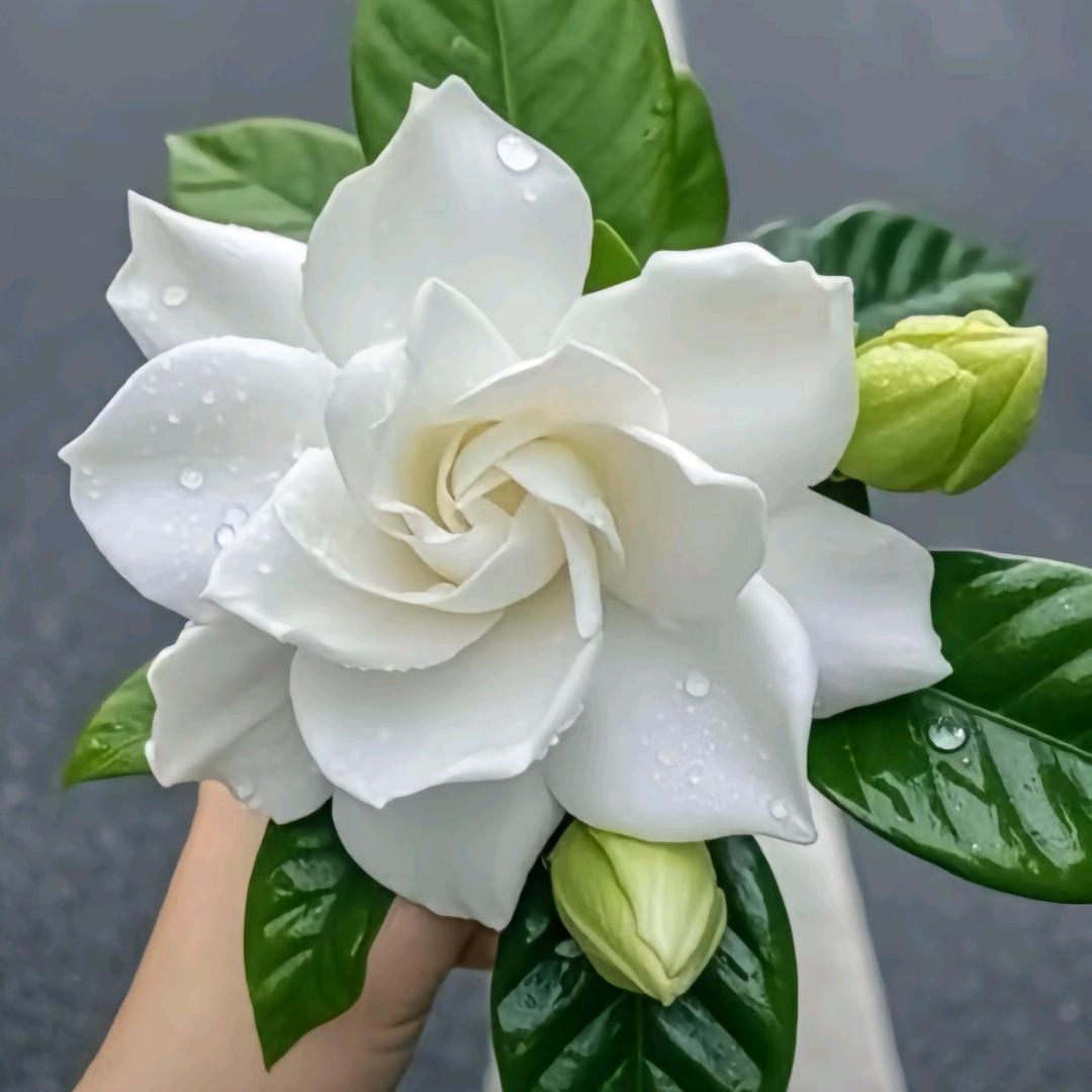 💫英子