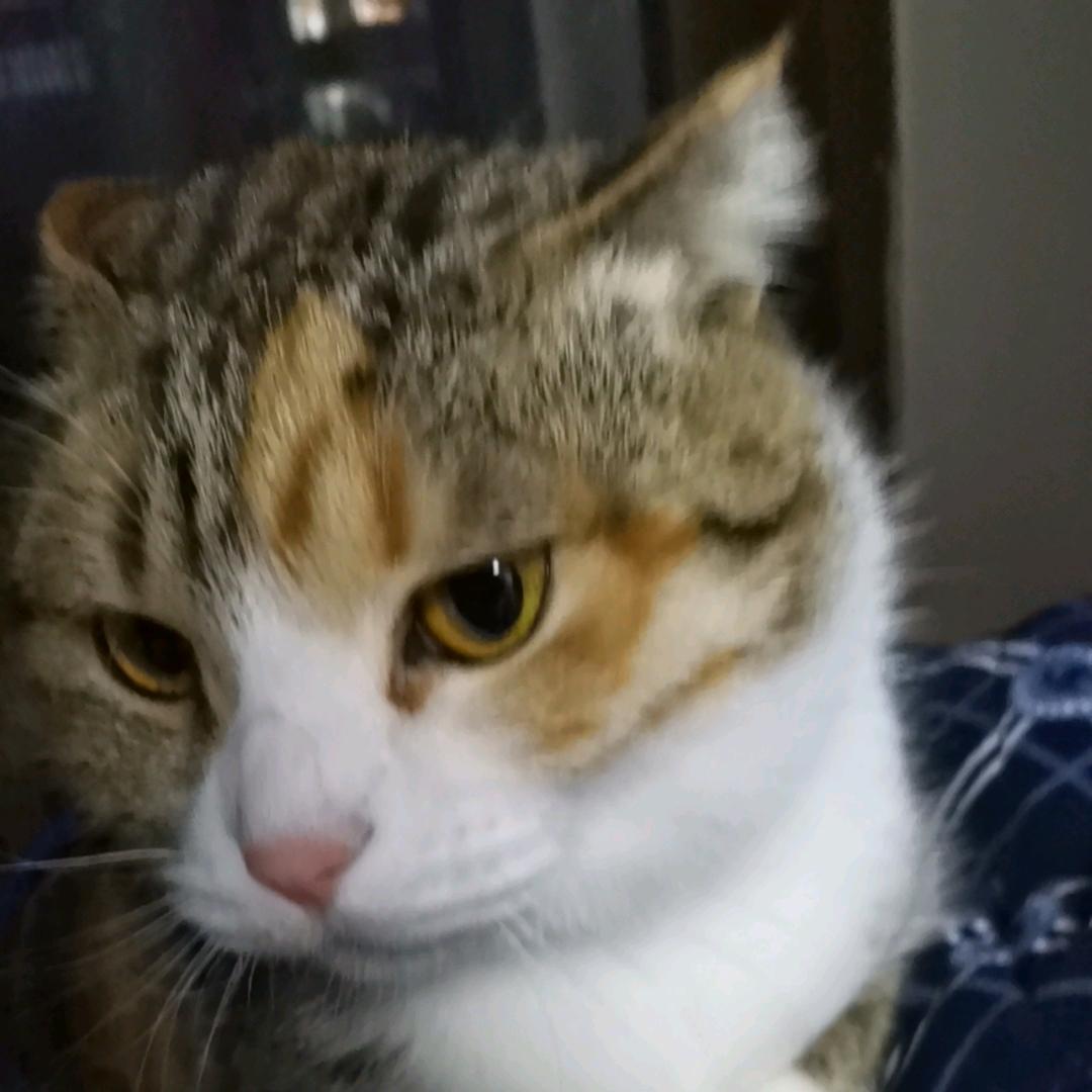 橘子