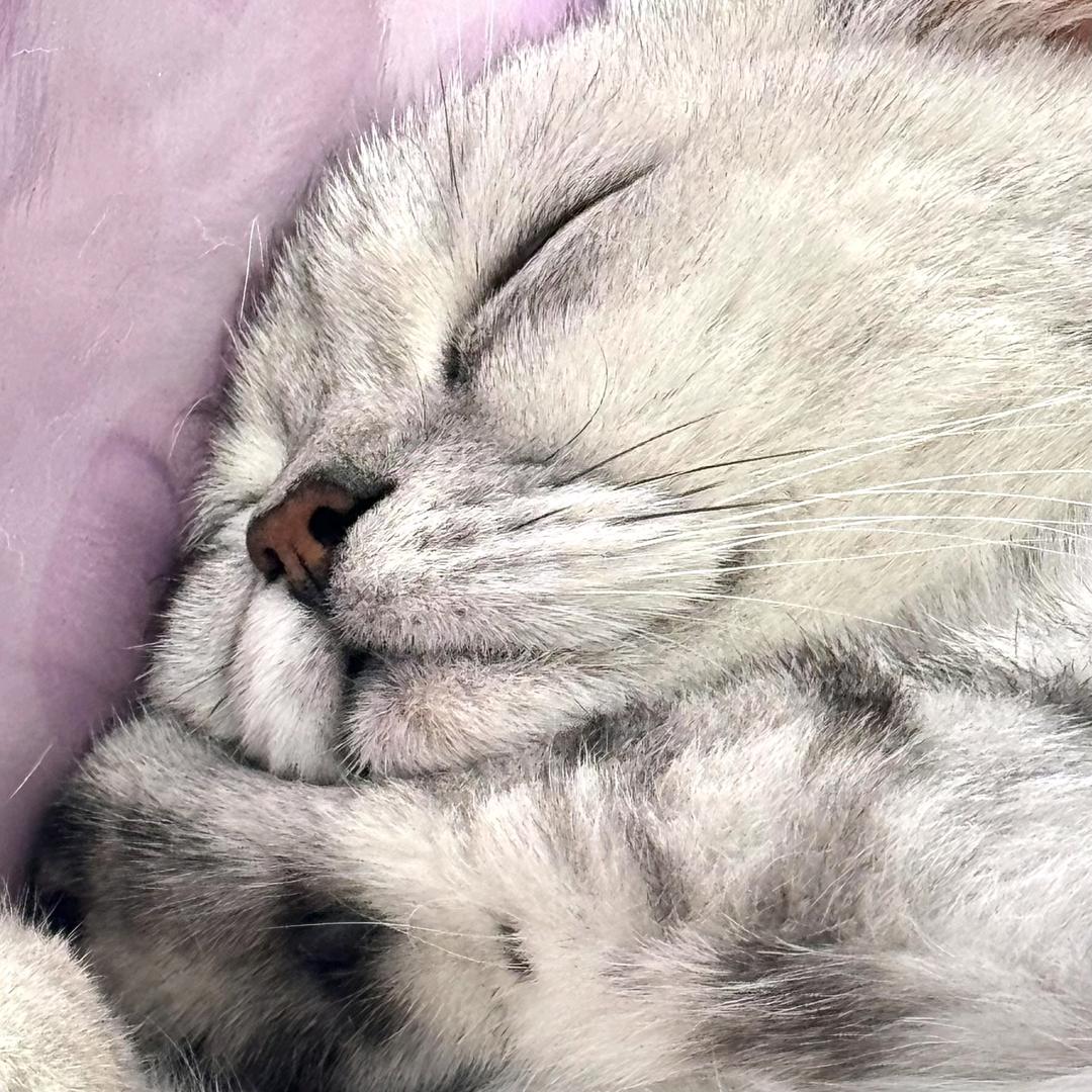 💤