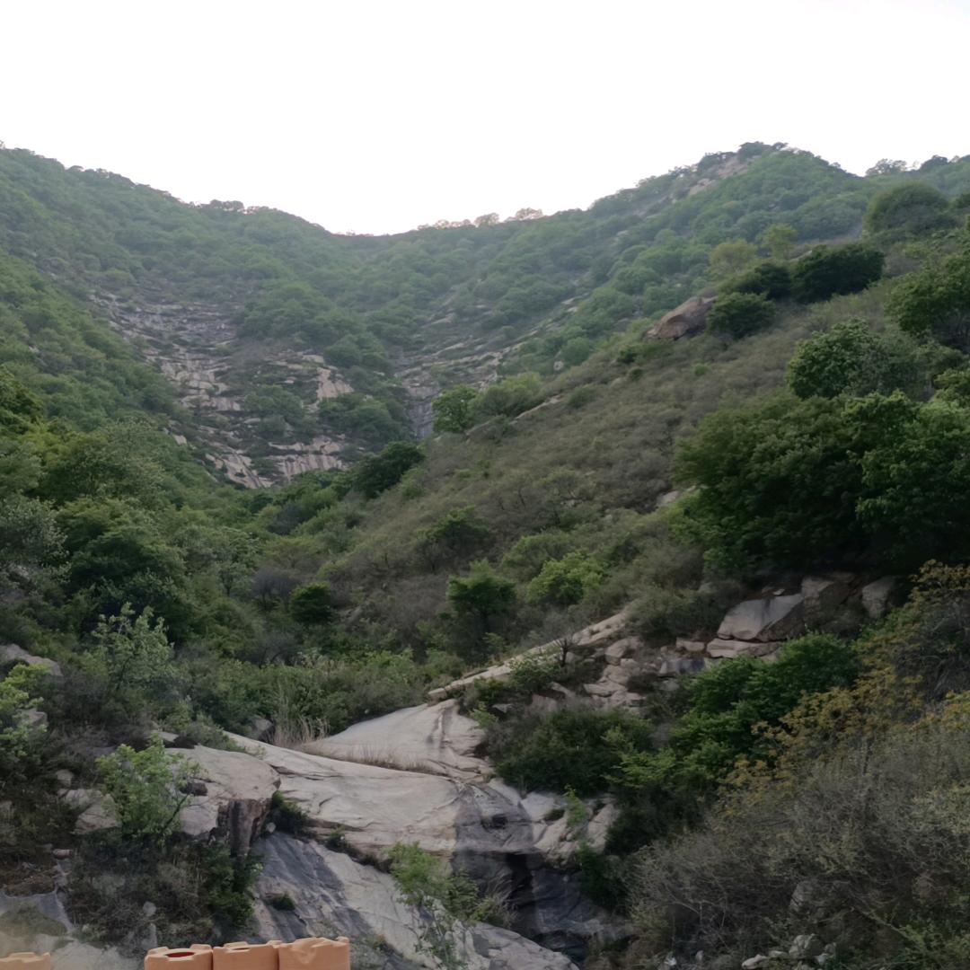 大地一棵树