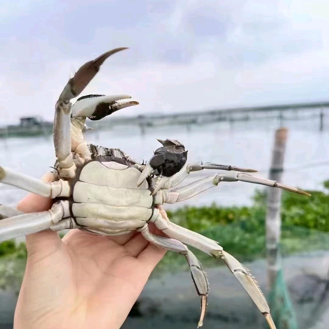 江苏兴化蟹掌柜红膏大闸蟹