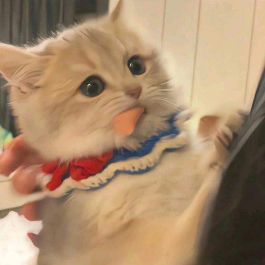 莜猫饼文创