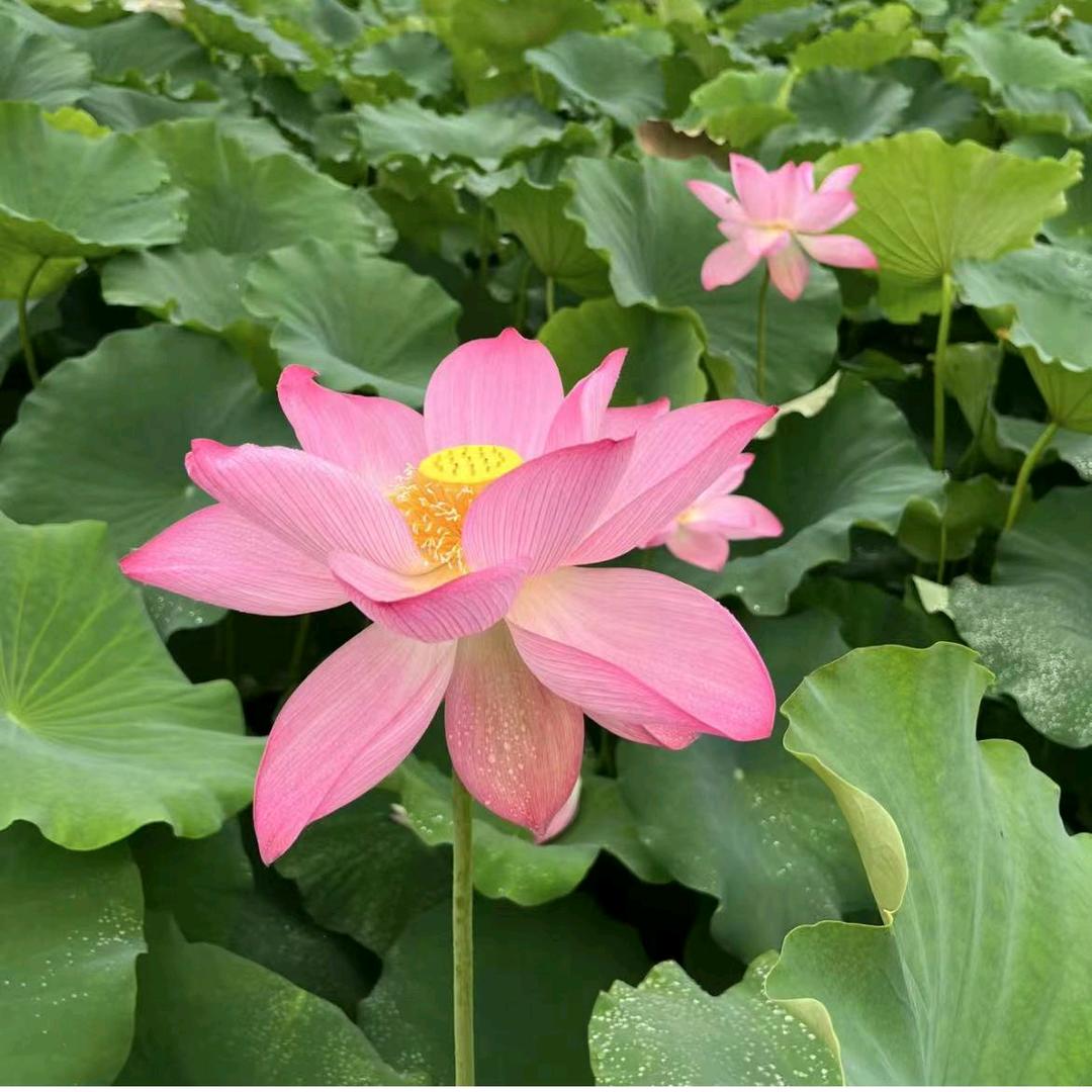 风🌹