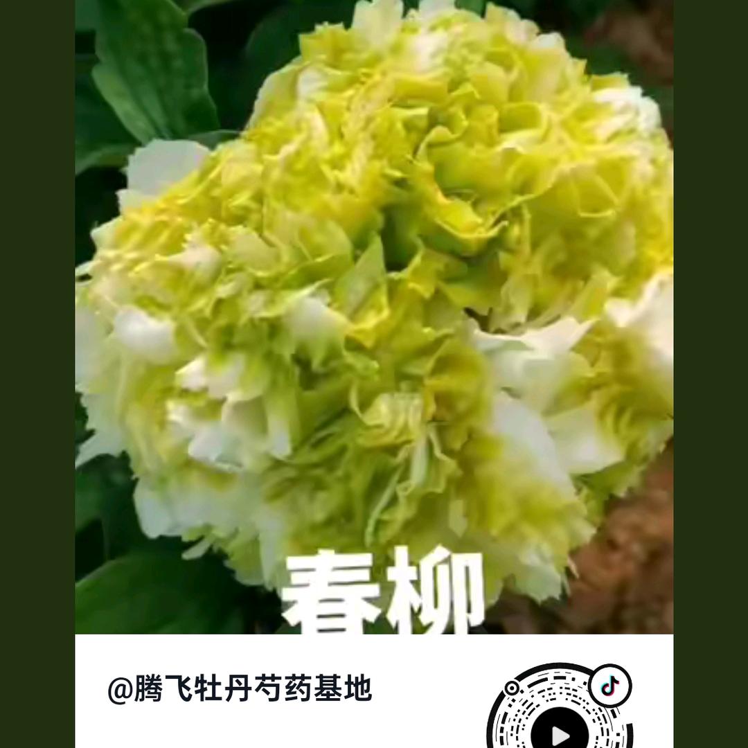 洛阳春晖牡丹基地