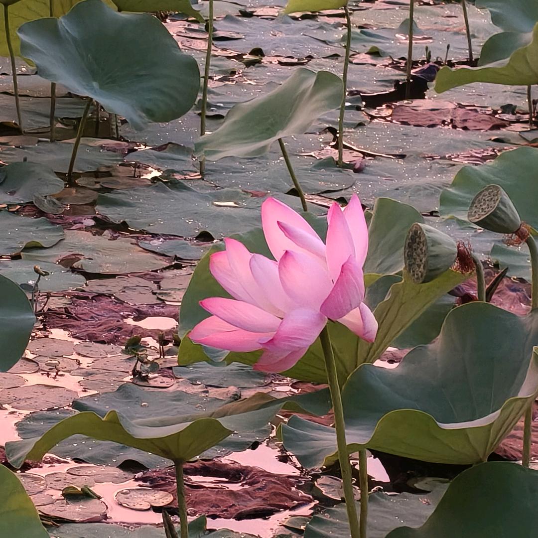 夏元