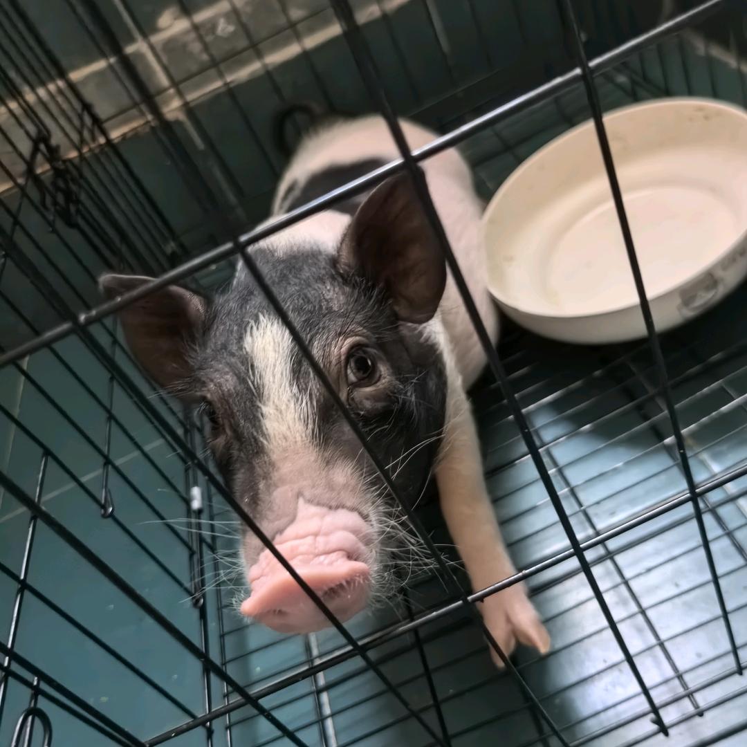 宠宠物物