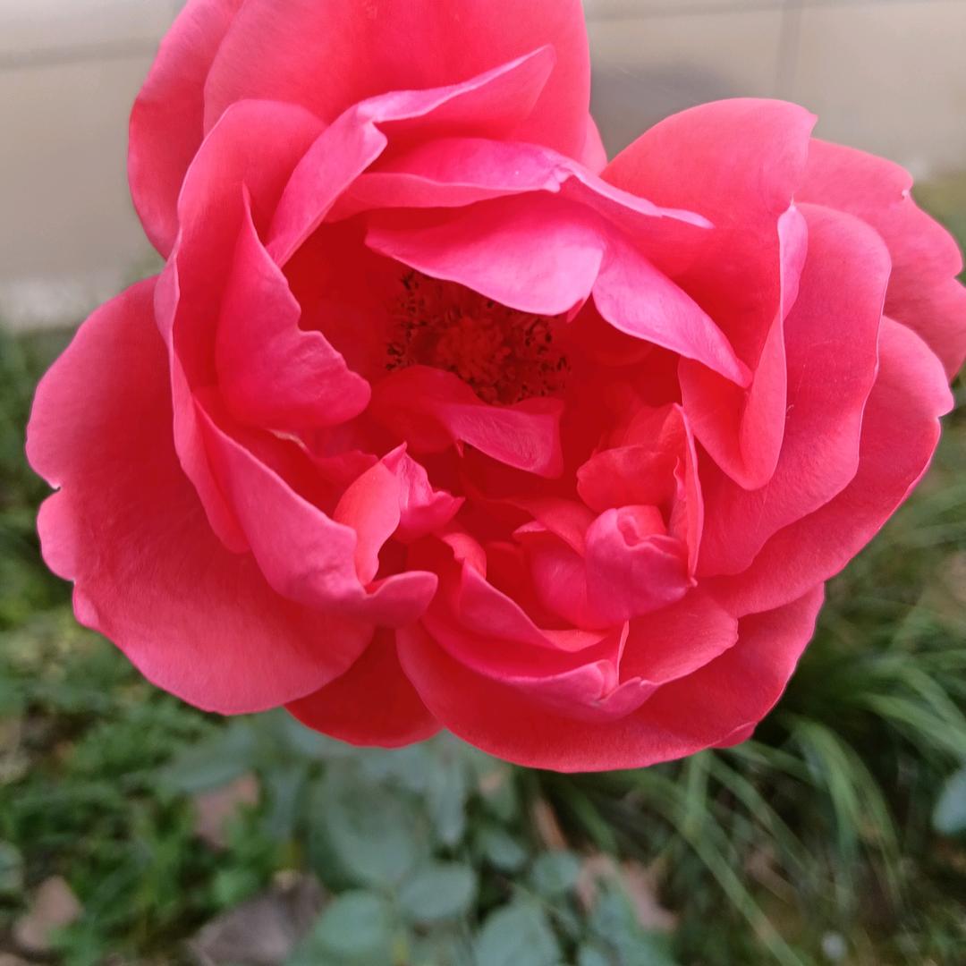 91257159939花开凋谢