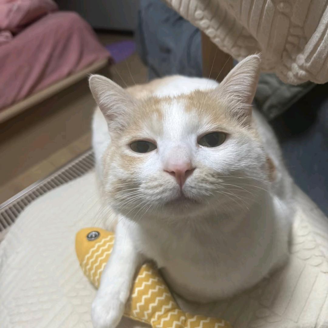 钢铁小仝