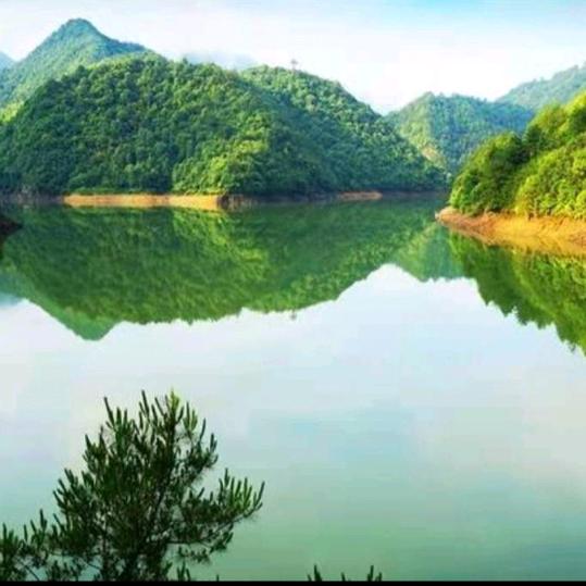 水里的鱼