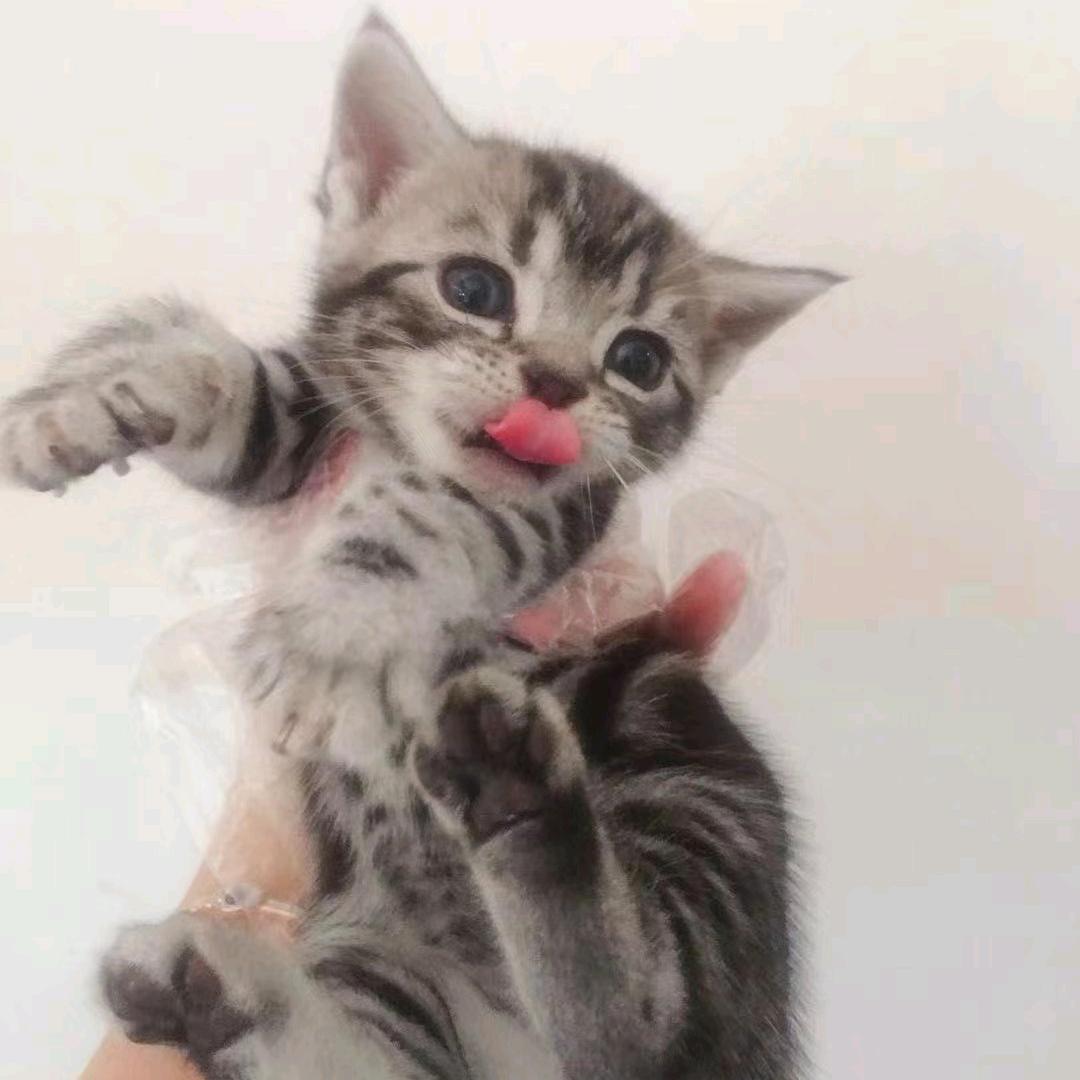 卡卡西是只喵啊