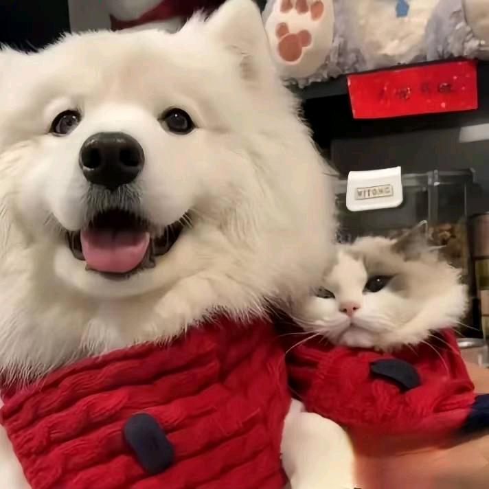 ˢᵘⁿᥫᩣʰᵒᵖᵉ