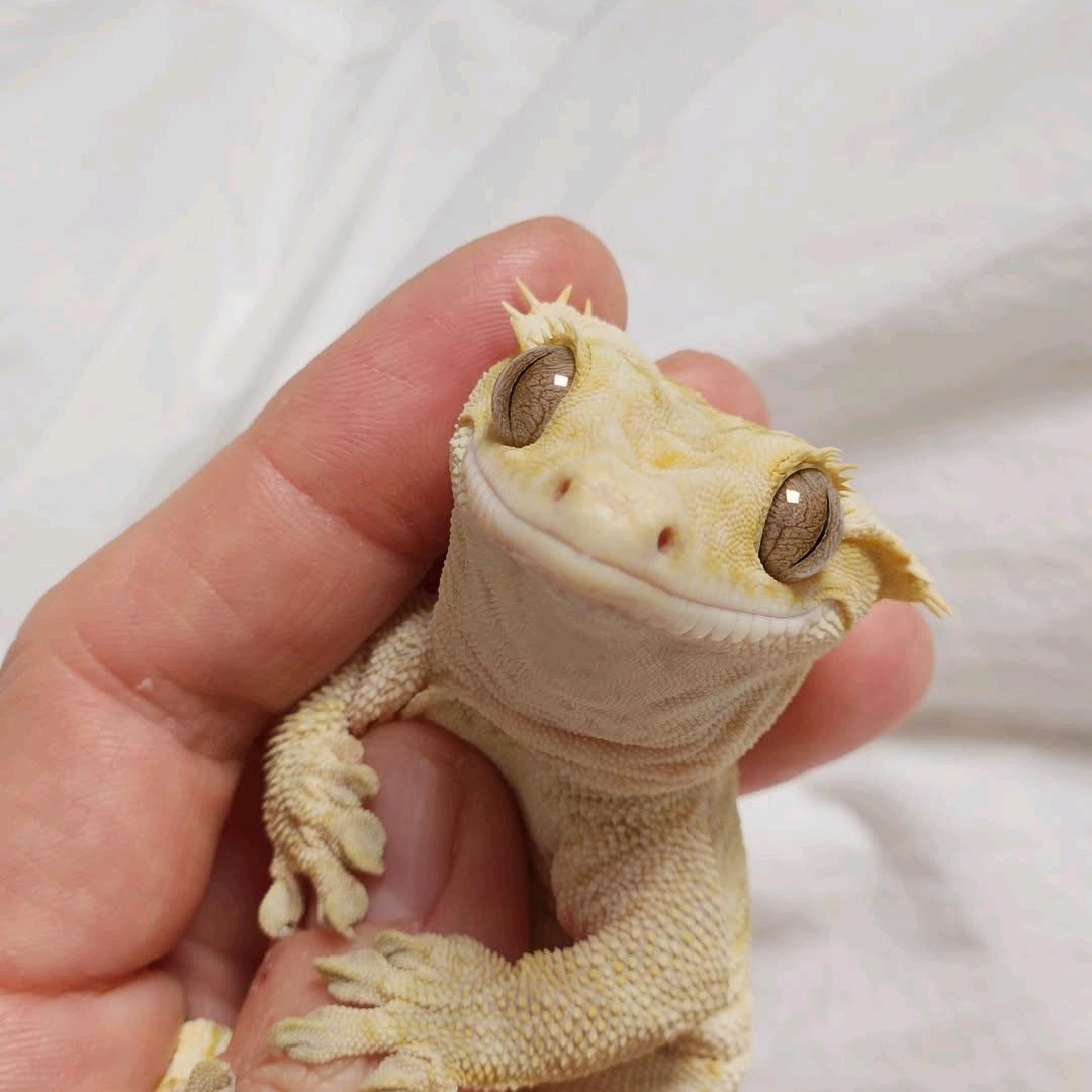 哆啦爬宠