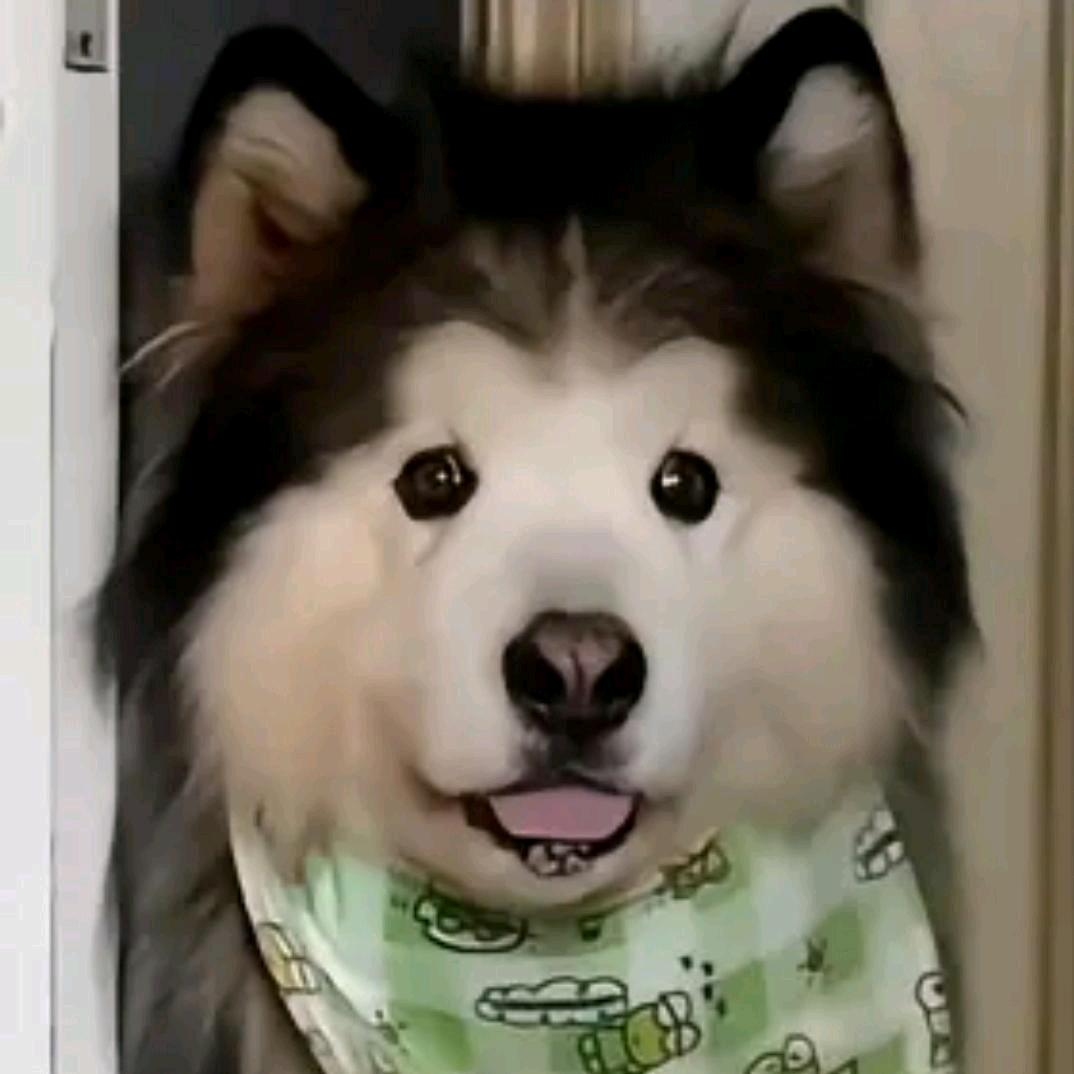 🇵🇸巴巴托斯🇵🇸