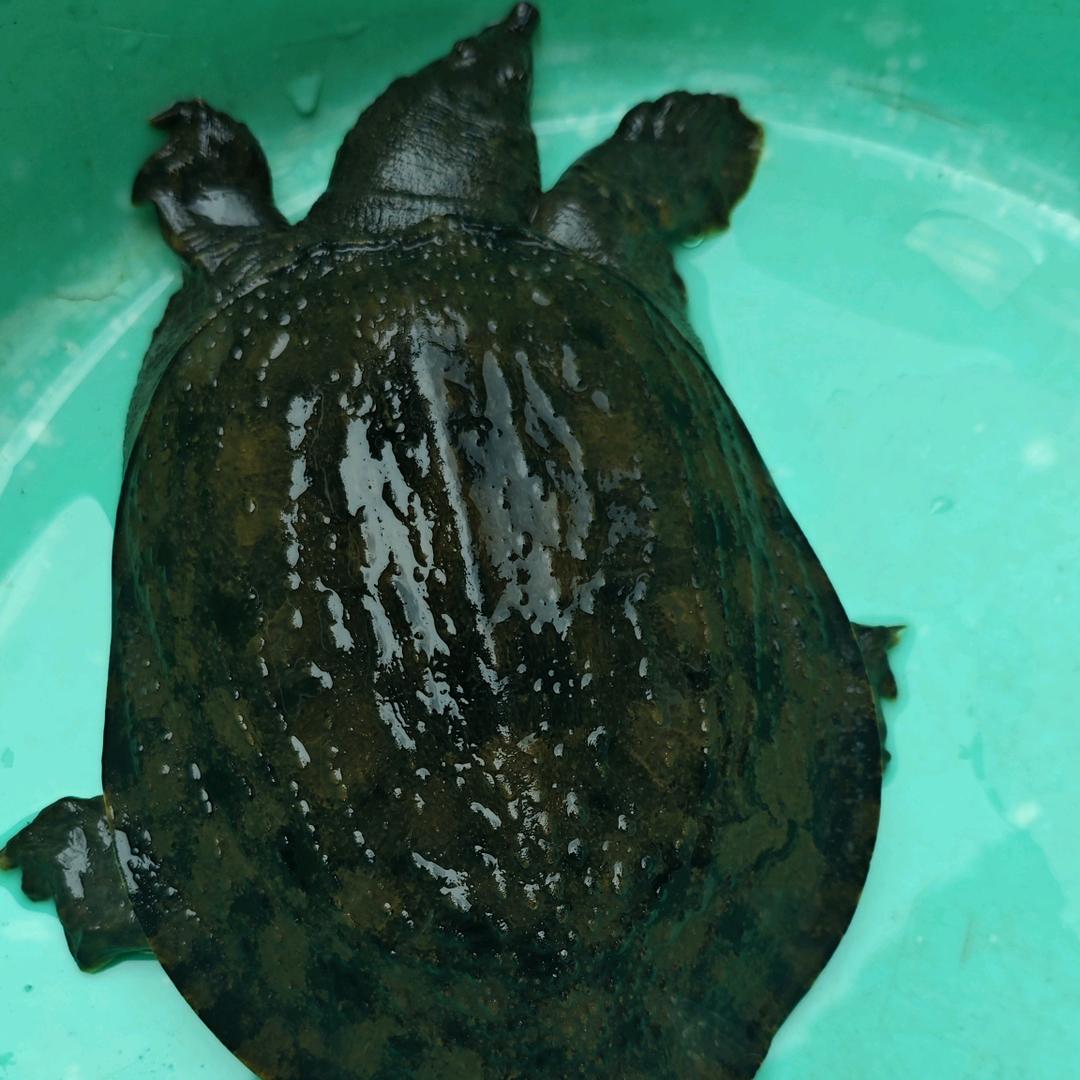 野生龙虾，膳鱼，乌鱼，甲鱼，泥鳅