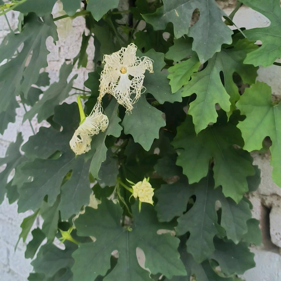 花花视界