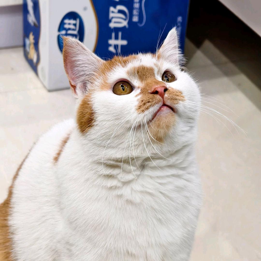 胖虎酱是一只咪