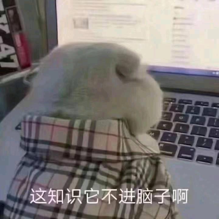 素衫白裳