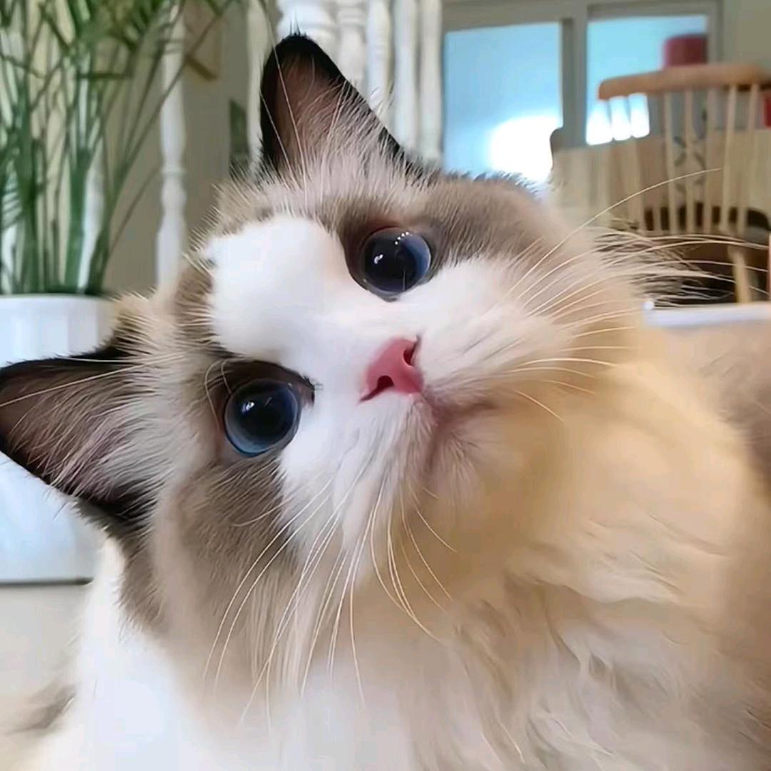 陆良云山猫舍养户