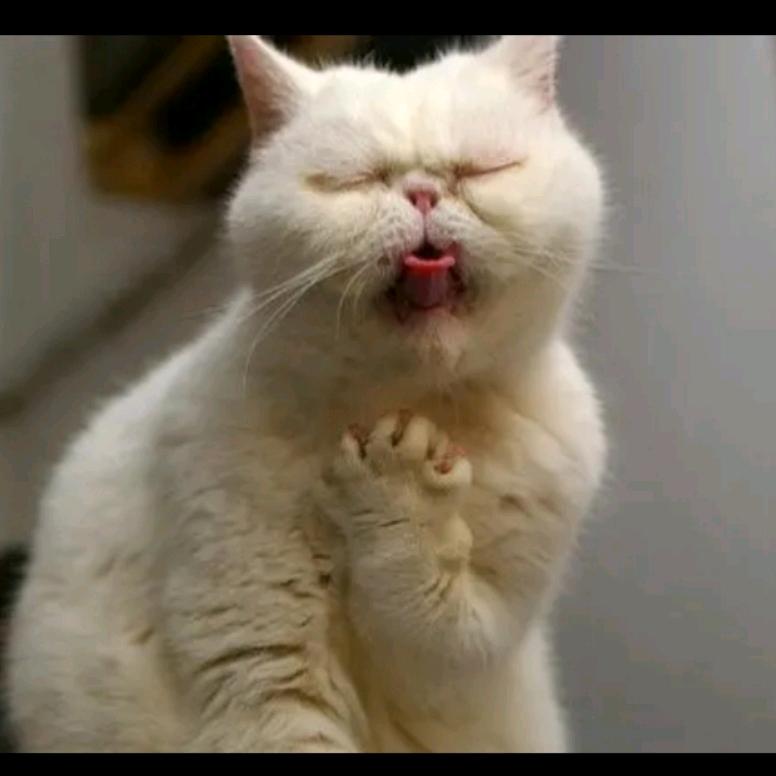 妖姐儿（孕晚期）