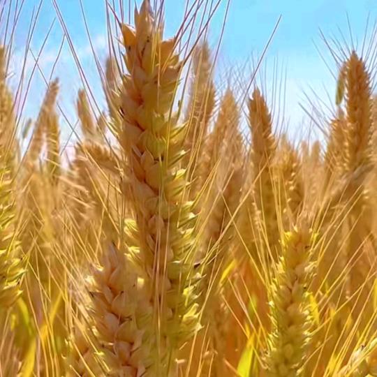 驿城区张师傅电动车摩托车维修