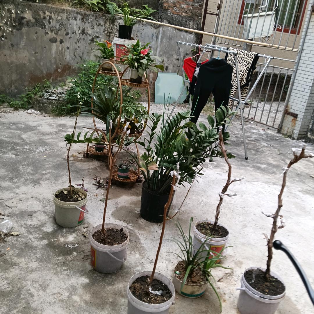 厨博士，花溪牛肉粉，猪牛羊一家