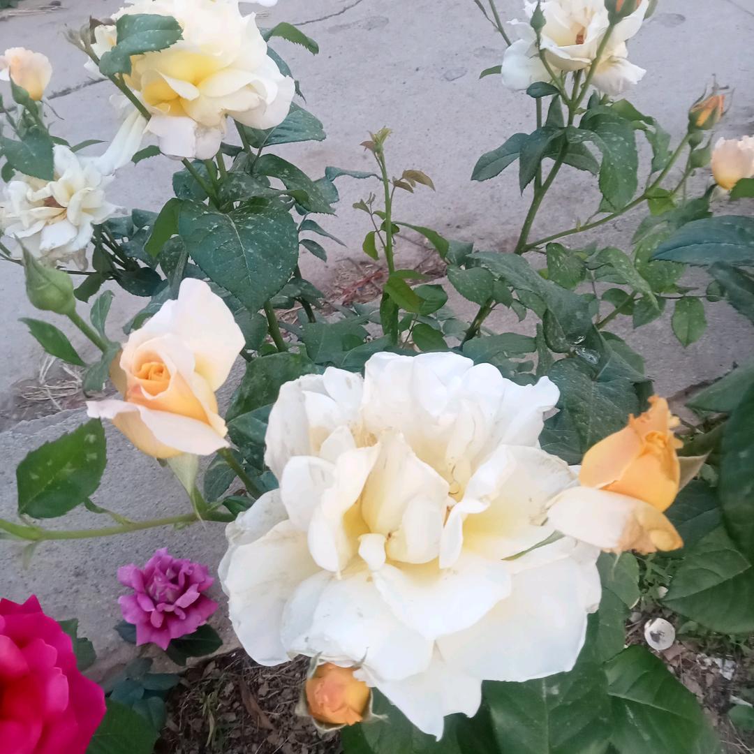 乐哈哈🌻
