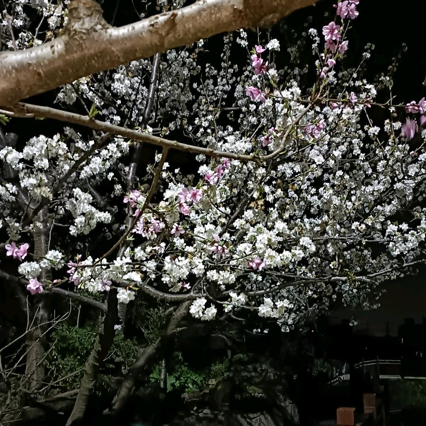陈真玉
