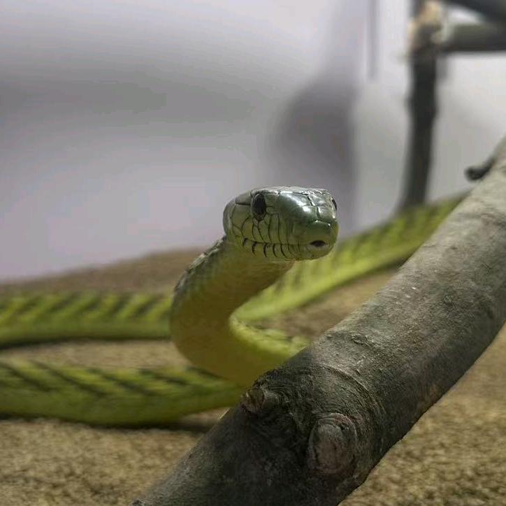 璐宝 爬宠🐍