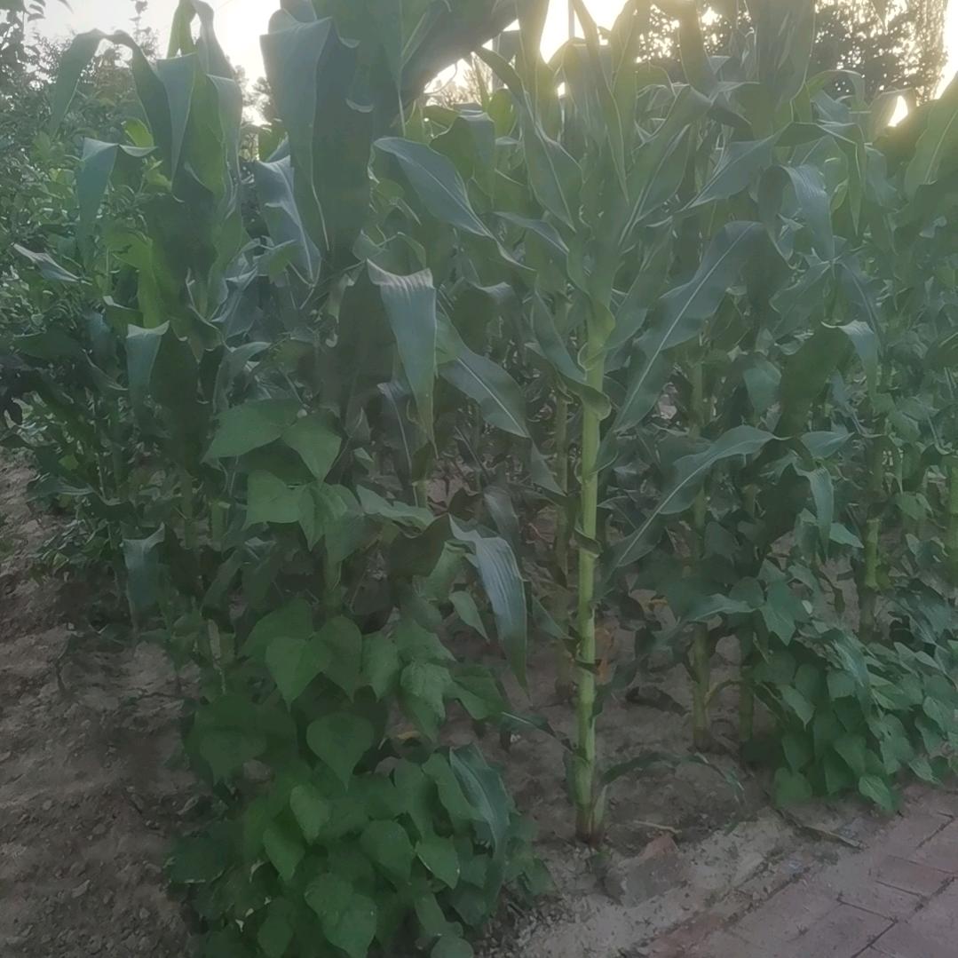 晴天太阳