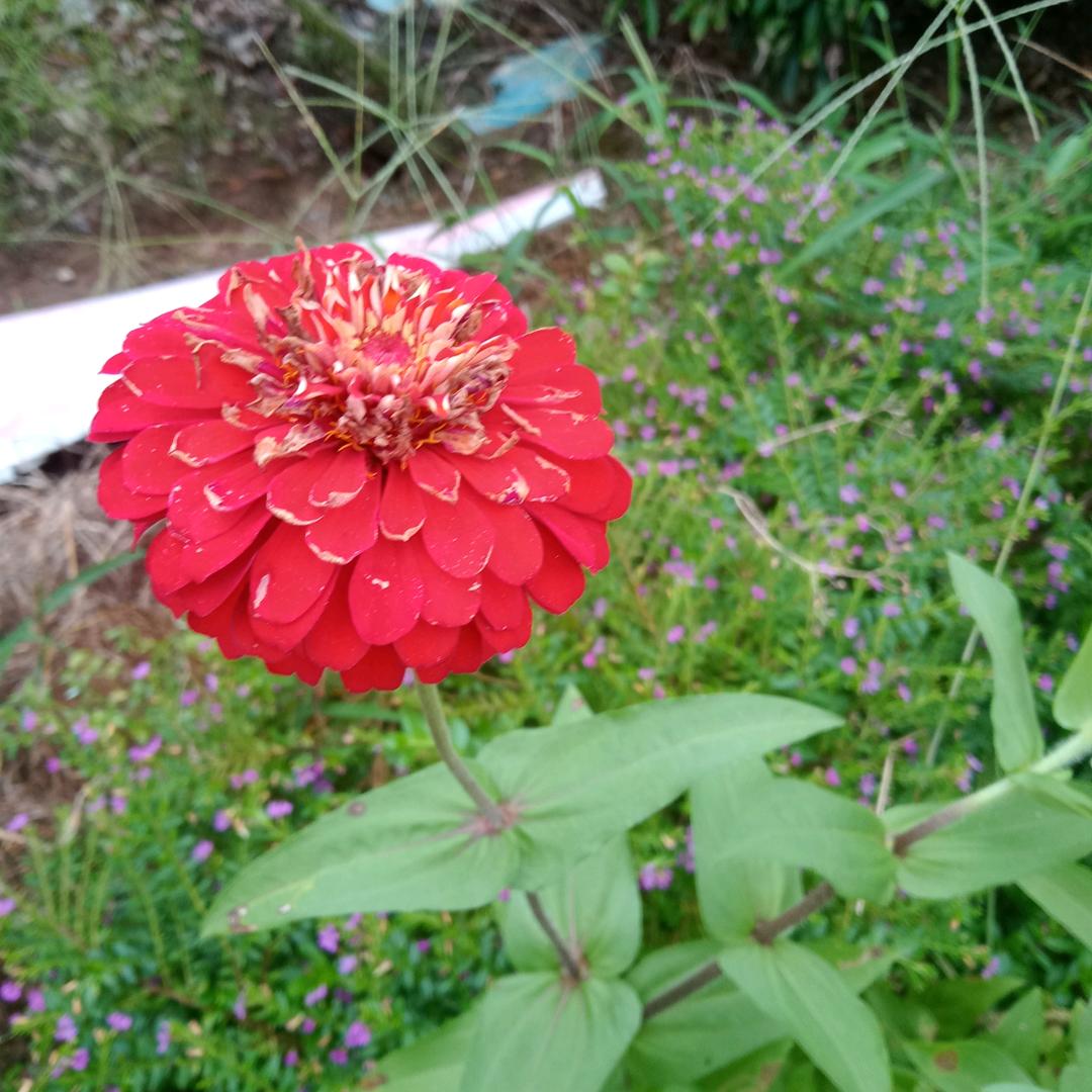 芳妲