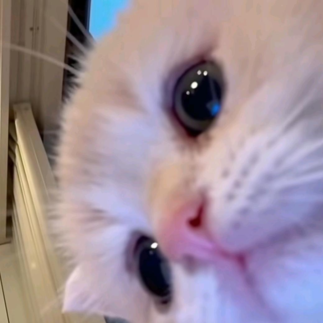 想亲死所有小猫