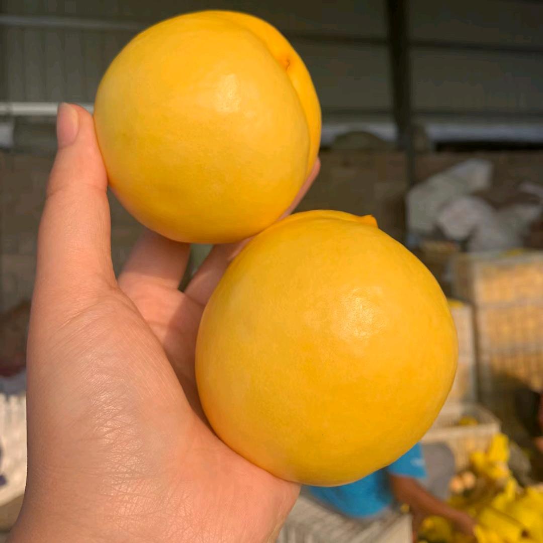 蒙阴蜜桃