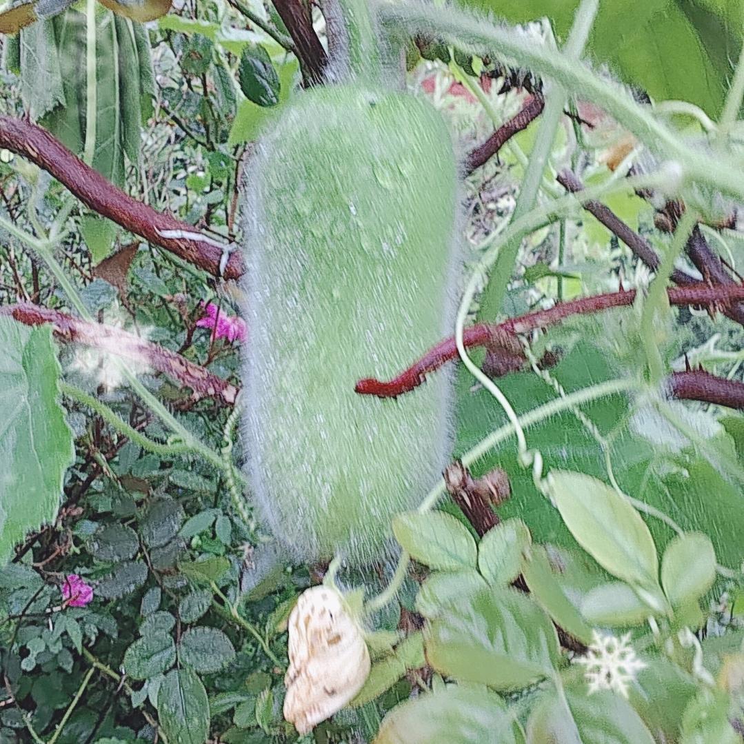 易守花我是一个穷开心的人友友们大家早上好