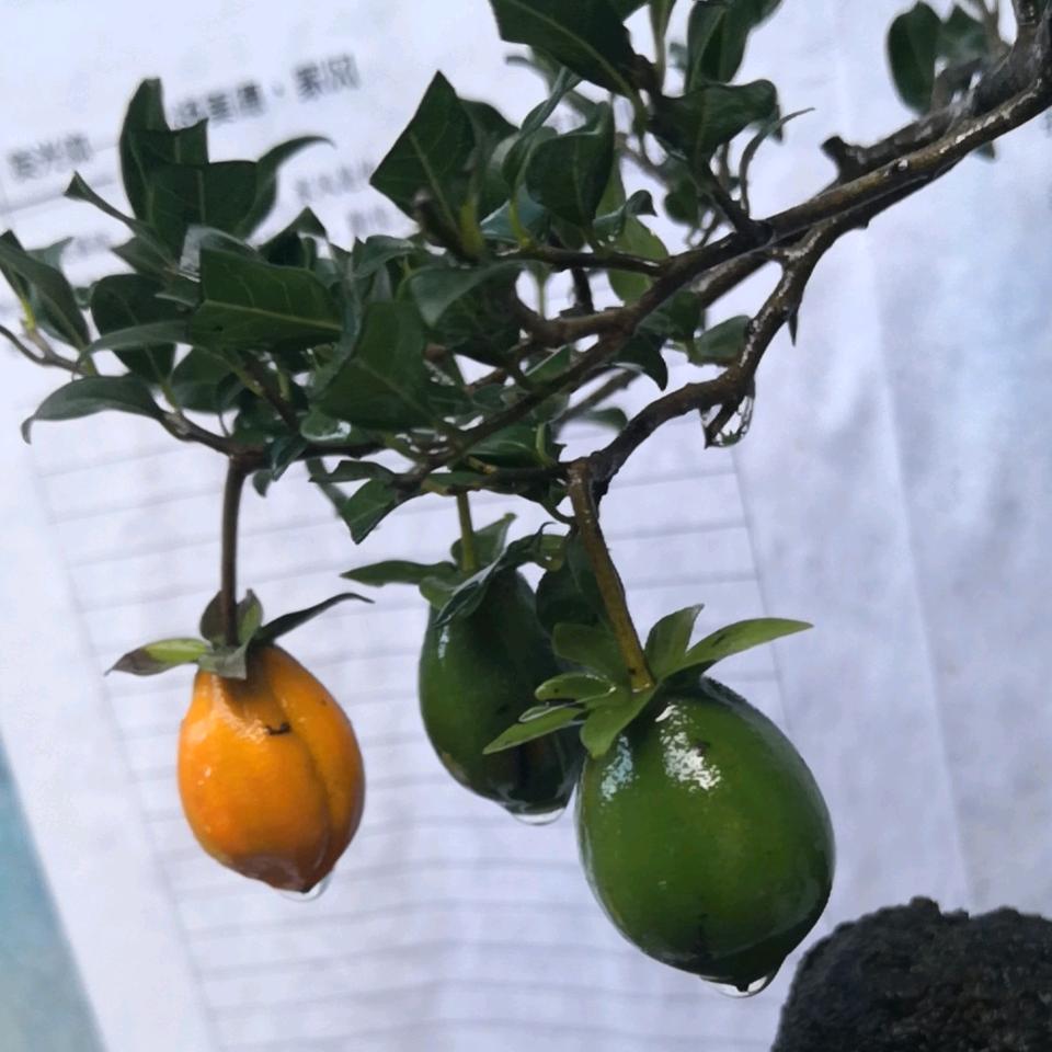 暴富暴富健康