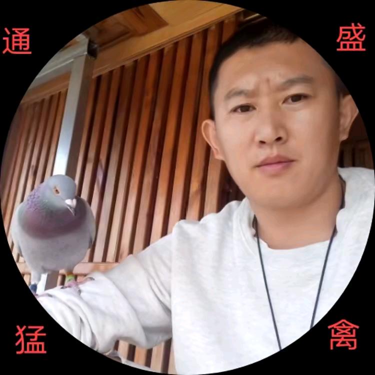 鉴鸽大师