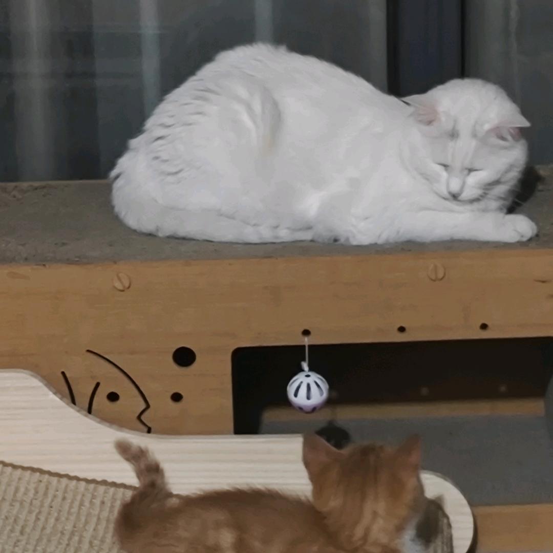 我黄小鸟可不是傻瓜　　 　　　　　༽