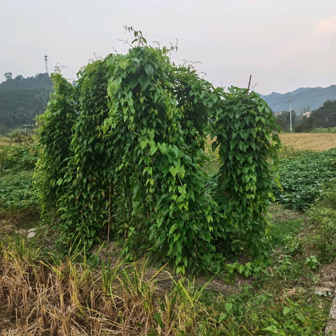 ᭄余生ᝰᩚ搞钱ꦿ໌