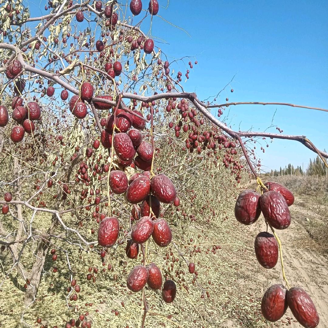 浅墨@新疆特产零售批发…