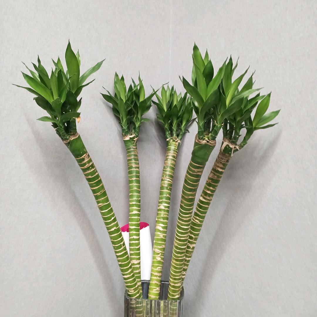点点悠然阁
