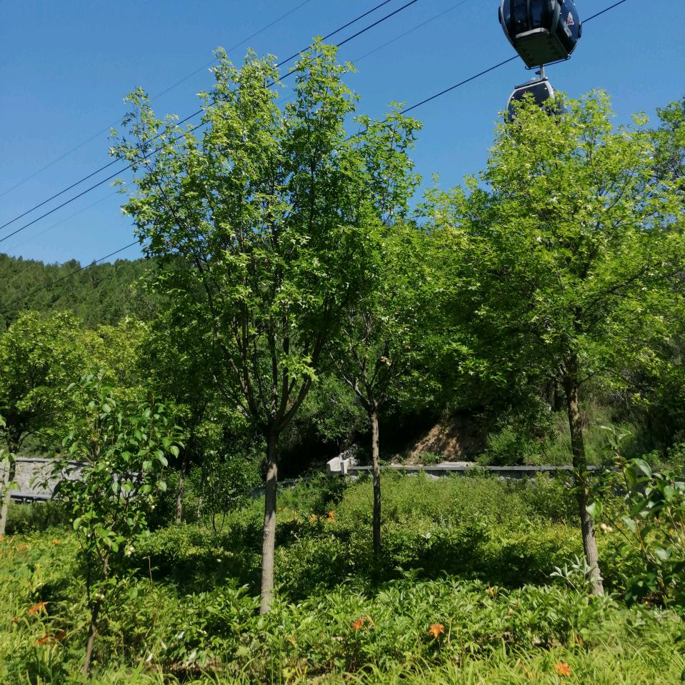 chen平安是福拒私聊