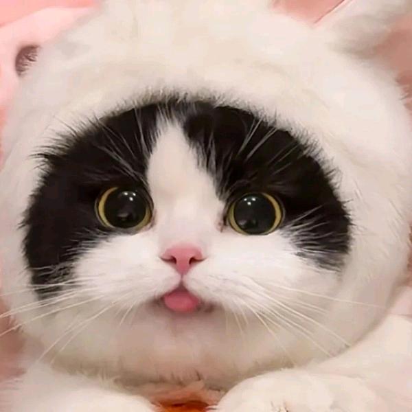 躺赢兔兔🐰