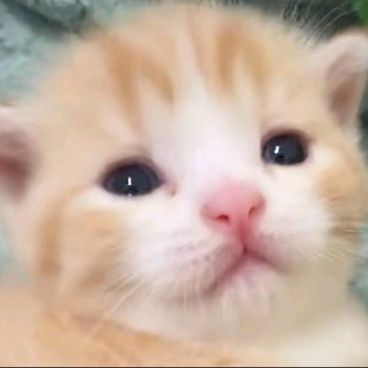 锅锅超肝的