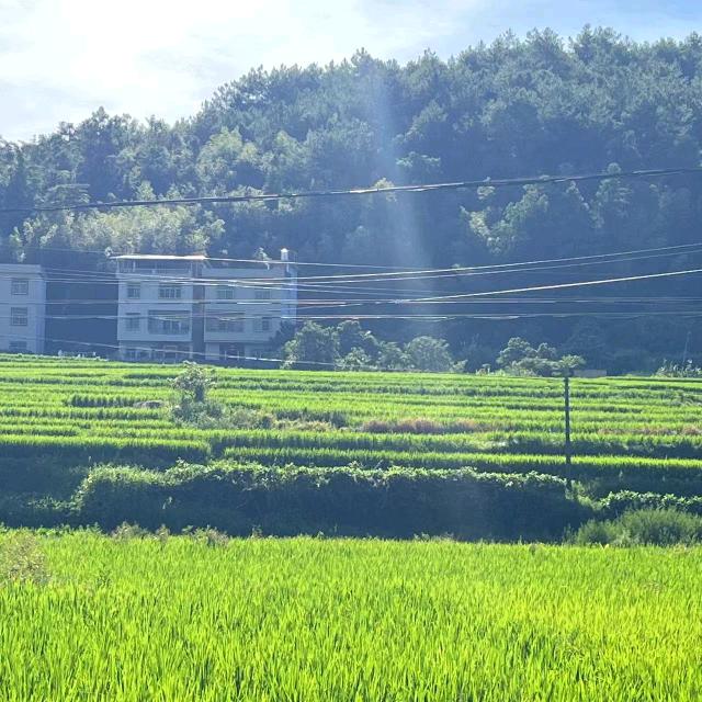饭团影视
