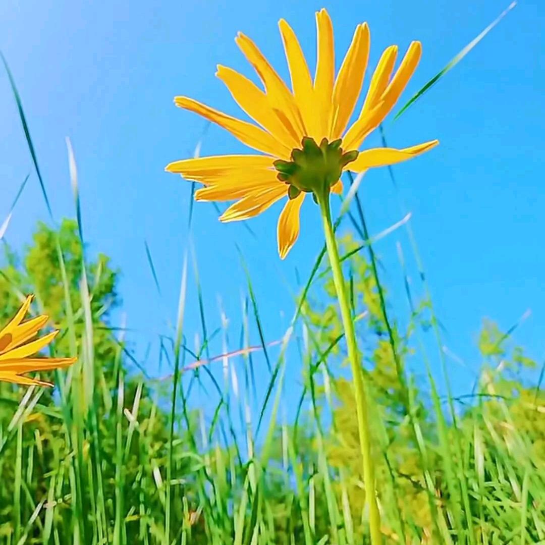 摆摊炒饭每一天