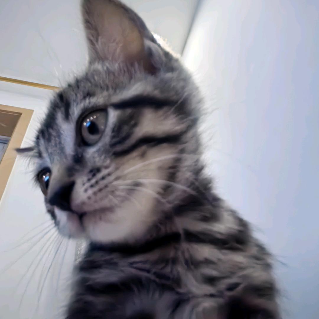 是小猫🐱安崽崽