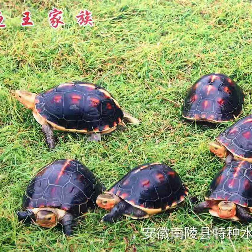 相伴至老