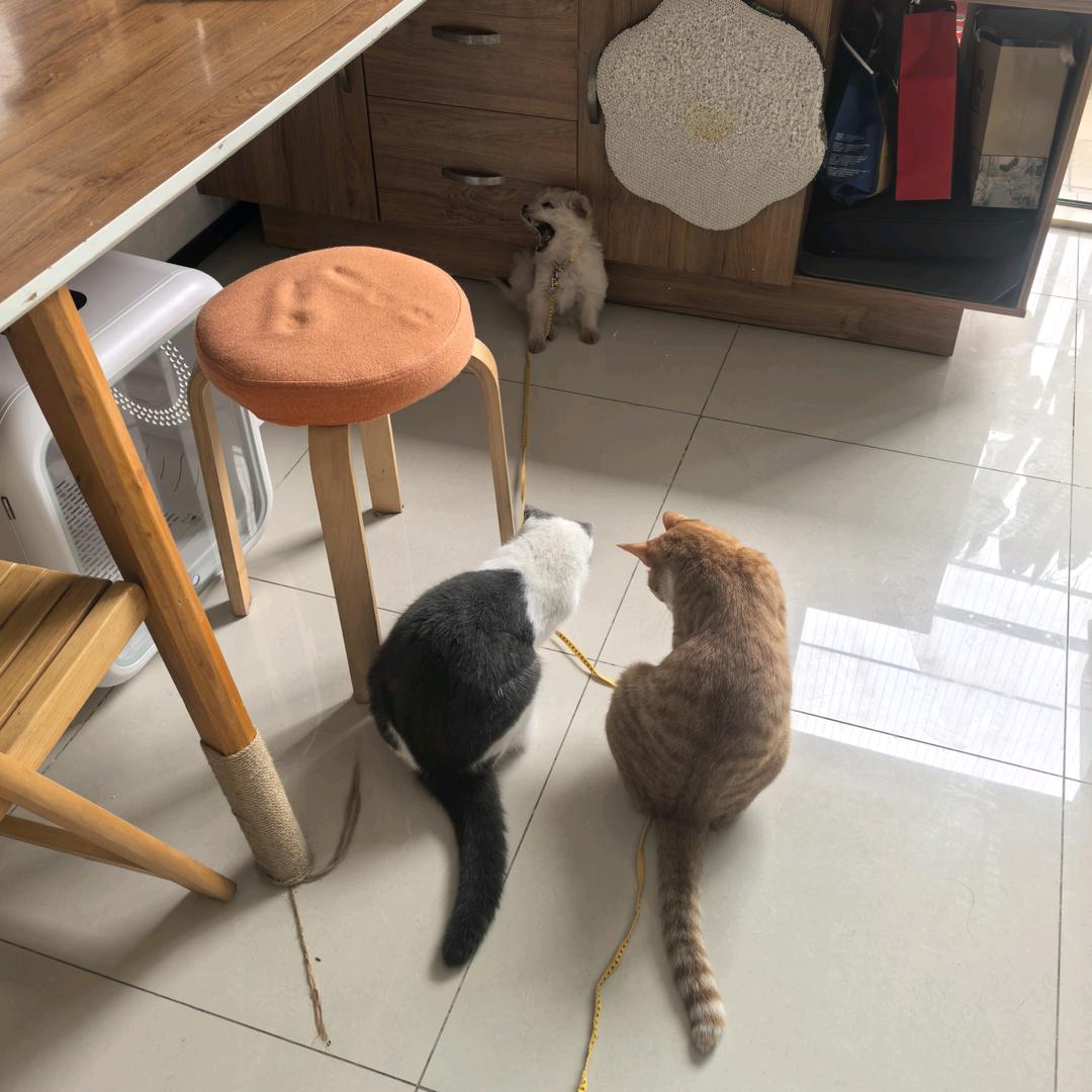 甜咸永动机